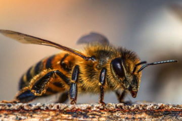 abeille a miel mellifere pollinisateur de fleurs