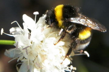 bourdons du genre bombus il est meilleur pollinisateur que l'abeille a miel
