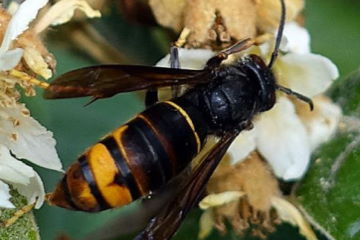 frelon asiatique velutina nigrithorax nuisible pour les abeilles