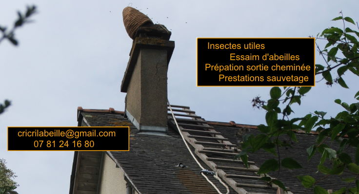 image affichée enlèvement d'un essaim d'abeilles dans une cheminée 35650 le rheu 