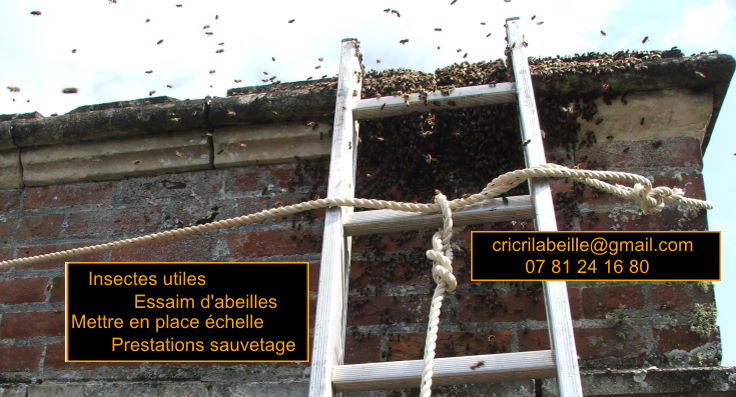  image affichée abeille forcée à sortir d'une cheminée 35310 mordelles